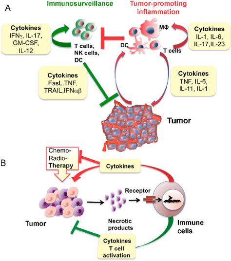 Figure 4 From Immunity Inflammation And Cancer Semantic Scholar