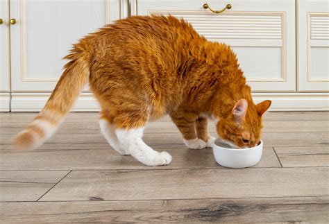 Is It Safe For Dogs To Eat Cats Food And Cats To Eat Dogs Food