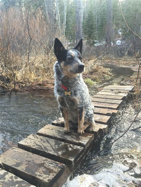 1000 Images About Blue And Red Heelers True Blue Aussies