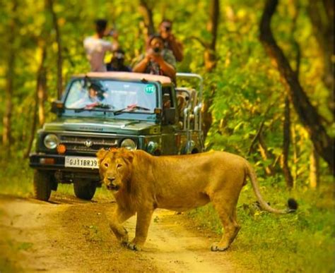 Gir National Park Safari A Detailed Guide Gujarat Hikerwolf