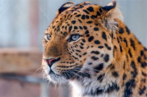 Calm And Attentive Leopard Amur Leopard Leopard Wallpaper Animals