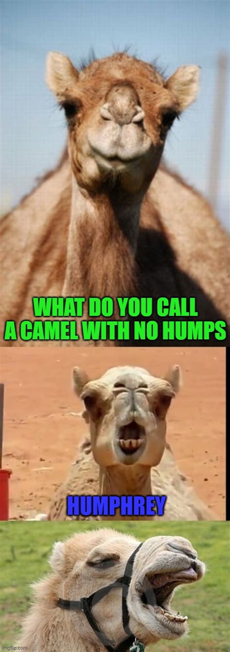 Hump Day Camel Know Your Meme The Awkward Moment When You See Dogs