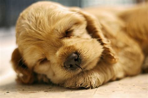 Only The Cutest Sleeping Puppy Photos On The Whole