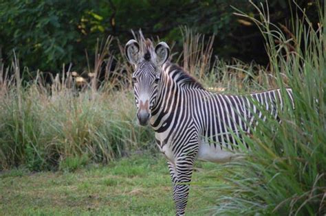 Wildlife Wednesday Celebrate International Zebra Day Disney Parks Blog