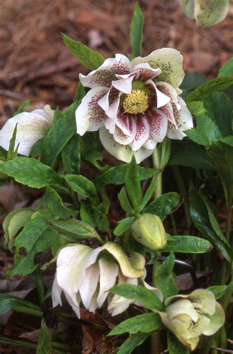 Hellebores Are Among The Earliest Blooming Flowers In Late