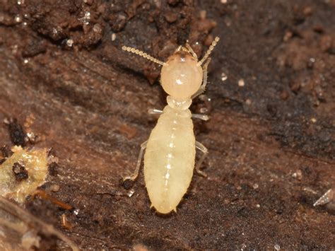 Subterranean Termites Types Identification And Treatment