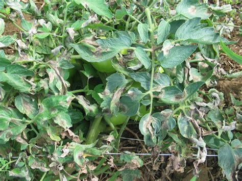 Late Blight Management In Tomato With Resistant Varieties Extension