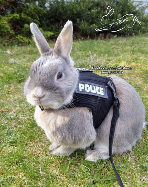 This Adorable Police Bunny Is Like A Real Life Judy Hopps Cute