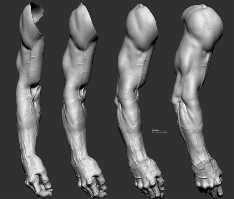 Artstation Arm Study Toto Dost Anatomy For Artists Arm Anatomy