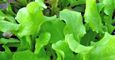 How To Grow Lettuce In Your Backyard Garden Oak Hill Homestead
