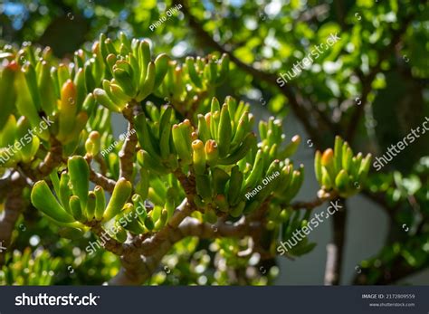 Crassula Ovata Hummels Sunset Home Garden Stock Photo Shutterstock