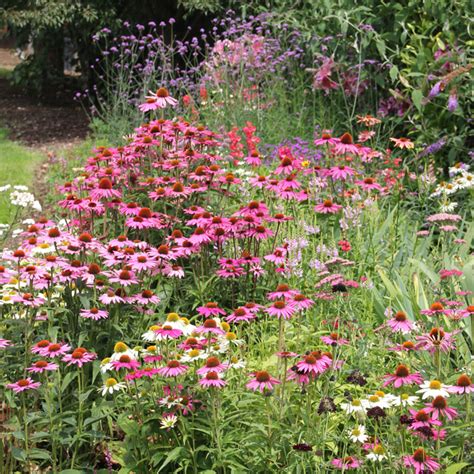 Plantes, fleurs et produits jardin à la vente. Echinacea purpurea Pow Wow Wild Berry | Woolmans