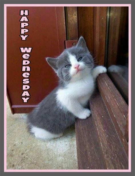 75 Best Happy Wednesday Images On Pinterest