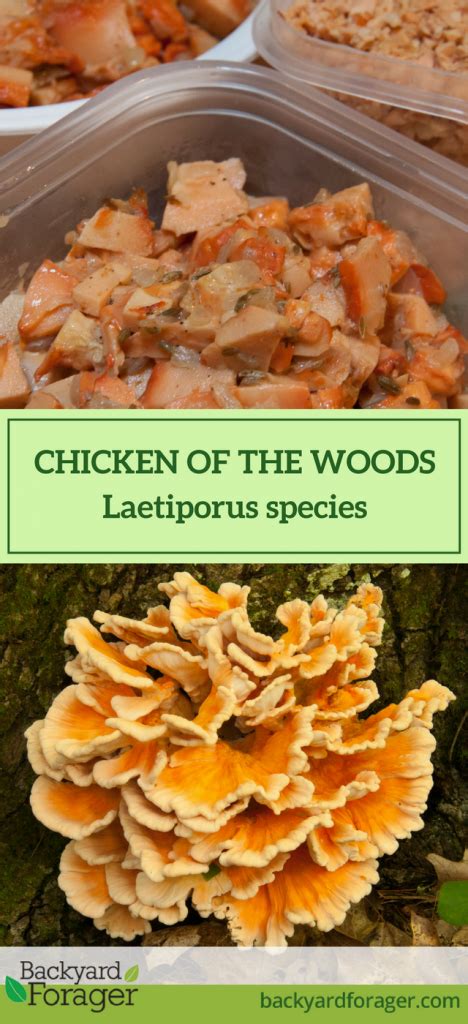 Chicken Of The Woods Mushrooms Backyard Forager