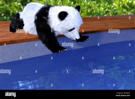 Panda Bear Jumping Into Pool Stock Photo Alamy