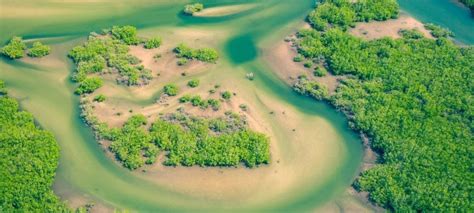 In Tanzania Locals And Officials Band Together To Save Mangroves