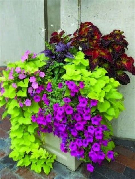 Potted plants in zone 9. 55 Fresh and Beautiful Summer Container Garden Flowers ...