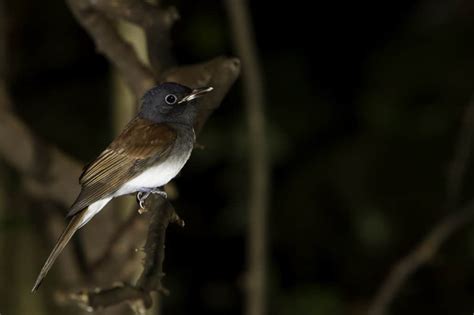 Japanese Paradise Flycatcher Terpsiphone Atrocaudata Focusing On Wildlife