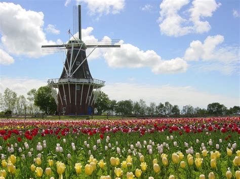 Take Trip To Michigan For Famous Tulip Festival