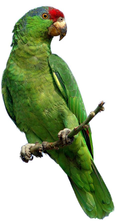 Green Parrot Png Image Purepng Free Transparent Cc0 Png Image Library