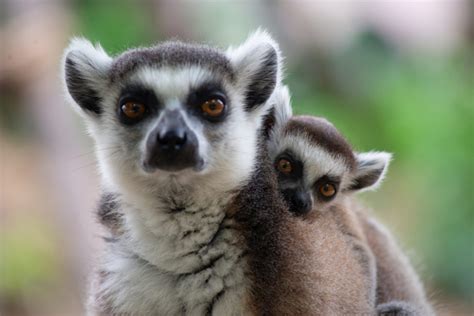 Ring Tailed Lemur Critterfacts