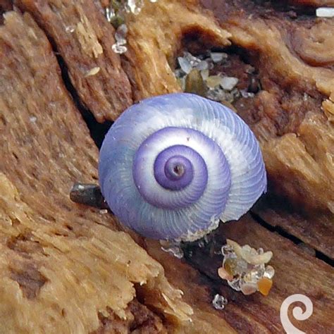 One Purple Sea Snails Sea Snail Snail Purple