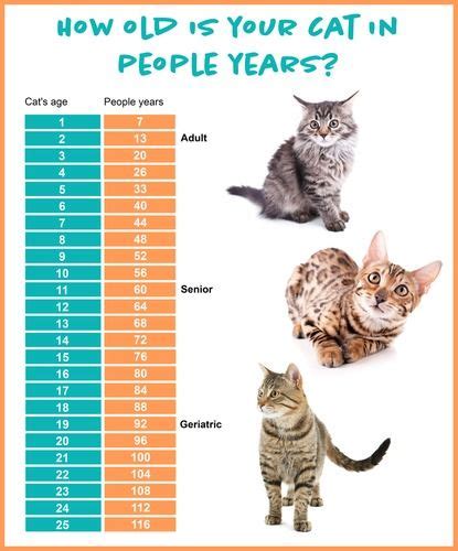 How Long Do Cats Live The Average Cat Lifespan Cat Lifespan Cat