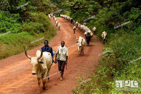 Fulani Cattle Herders From The Central African Republic Cameroon