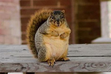 Its The Most Wonderful Time Of The Year Squirrel Season Fat Squirrel