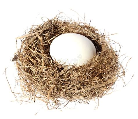 Birds Nest With Eggs On The White Background Stock Photo Image Of