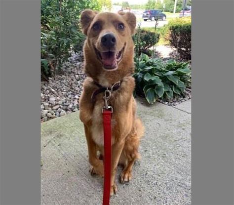 Meet the CNYSPCA Pet of the Week: Almond - syracuse.com