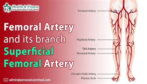 Medial Circumflex Femoral Artery Branches