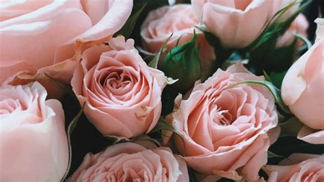 Pink Roses Meaning And Symbolism Blossmcart Flowers