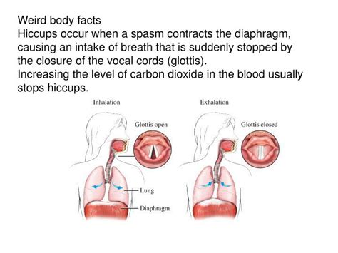 Ppt Weird Body Facts Hiccups Occur When A Spasm Contracts The