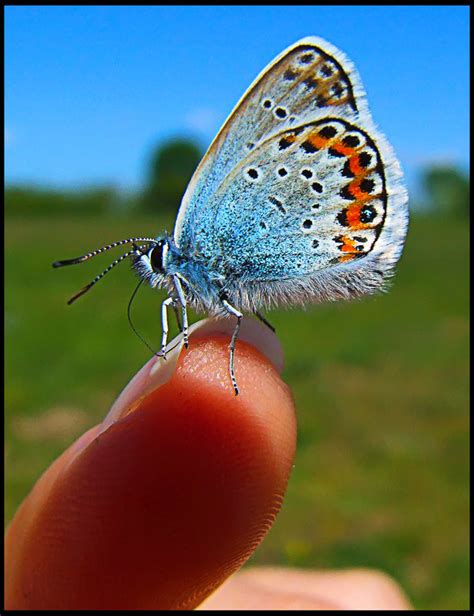 One Pic Little Butterfly Photo