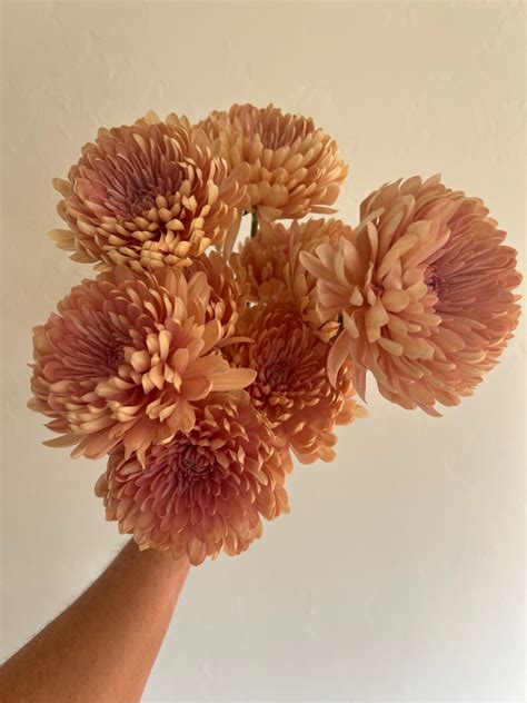 Peach Lynette Cremone Flower Diy Wedding Flowers Flower Moxie