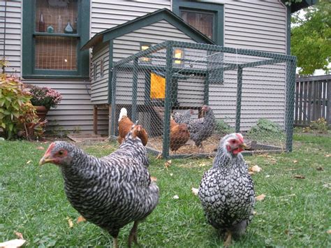 Efowl has been around the backyard chickens space for over ten years. CDC: Backyard chickens are giving their well-meaning ...