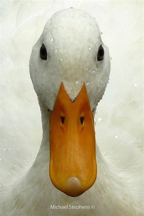 White Duck Face By Mikey Stephens Farm Animals Animals And Pets