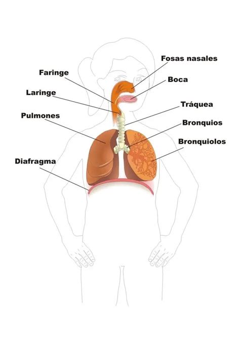 ¿cómo Funciona El Sistema Respiratorio