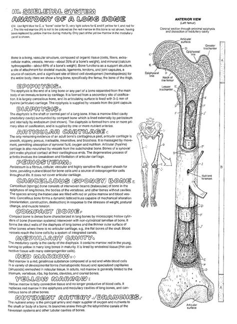 Structure of long bone although there are many different types of bones in the skeleton, we will discuss the different parts of optional activity: Unit 3 Part 1 Long Bone Color Guide
