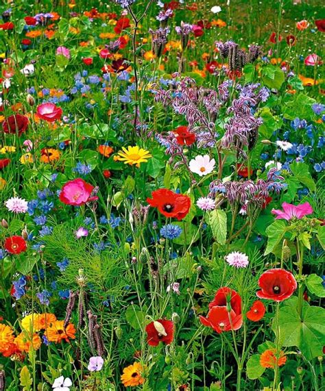 Wild Flower Mix 39 Fields Of Flowers To Bring A Little Joy To A