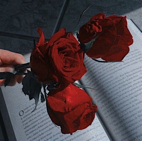 Pin By Bts On эстетика цветов Red Aesthetic Aesthetic Roses Rosé