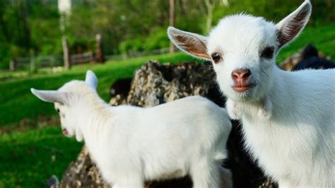 Goats Have Accents