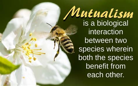 Mutualism Definition Types Examples