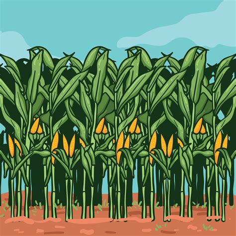 Corn Stalks On Farm Illustration 173346 Vector Art At Vecteezy