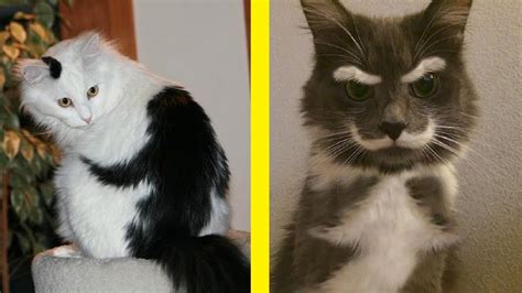 Cats With The Most Beautiful And Crazy Fur Markings Ever