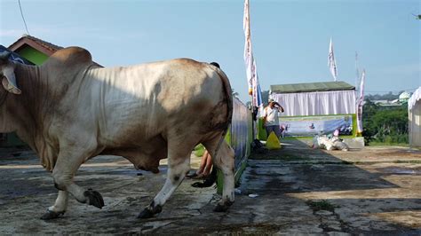 Pesona Monster Sapi Ongole Indonesia Bigest Bulls Ongole Youtube