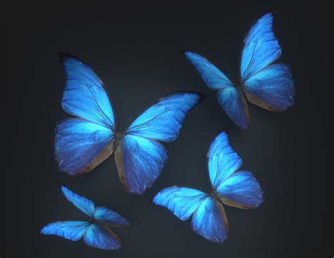 Animated Butterflies Free 3d Model Animation