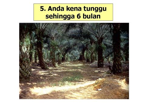 Jangan dilepaskan tangan kanan, sebelum tangan kiri berpegang =jangan melepaskan pekerjaan yang ada sebelum mendapat pekerjaan (pencaharian) yang baru. INTEGRASI LEMBU PEDAGING DENGAN PERLADANGAN KELAPA SAWIT ...