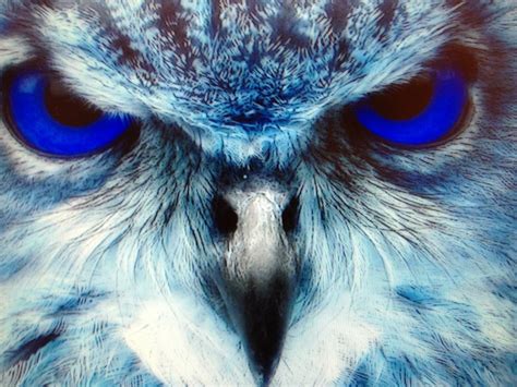 Blue Eyes Owl Eyes Owl Owl Pictures
